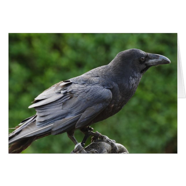 Raven del Norte (Anverso (Horizontal))