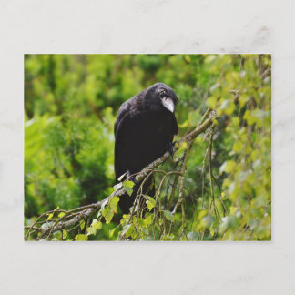 Raven en la postal del árbol