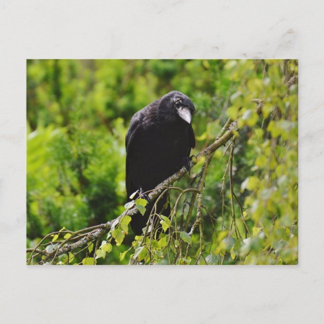 Raven en la postal del árbol (Anverso)