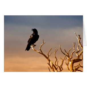 Raven en ramas de árboles iluminados con sol, Gran