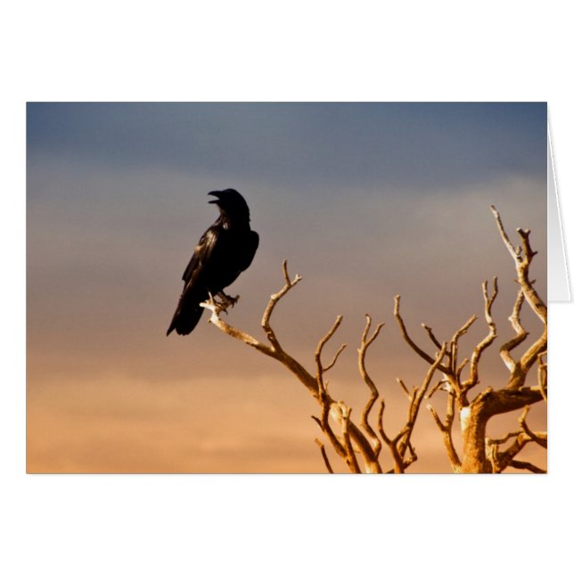 Raven en ramas de árboles iluminados con sol, Gran (Anverso (Horizontal))