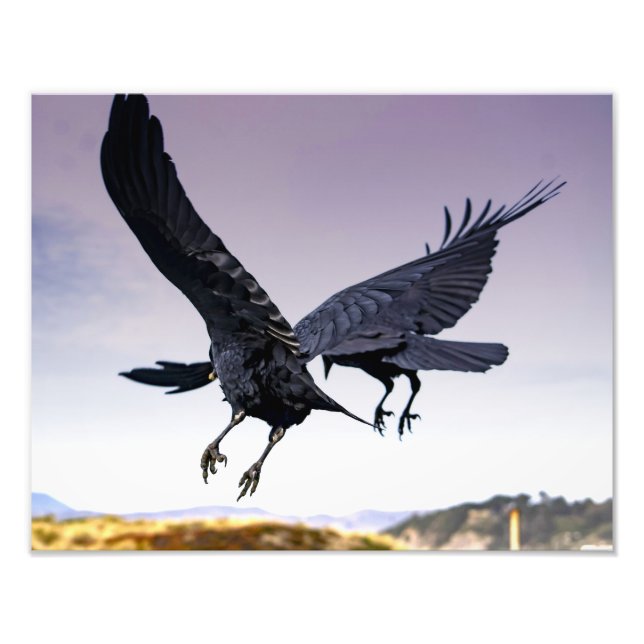 Raven en vuelo juntos foto impresa (Frente)
