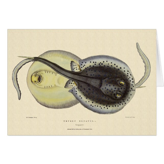 Rayas águila manchadas, Animales marinos antiguos (Anverso (Horizontal))