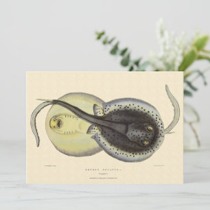 Rayas látidas manchadas, Animales marinos vintage 