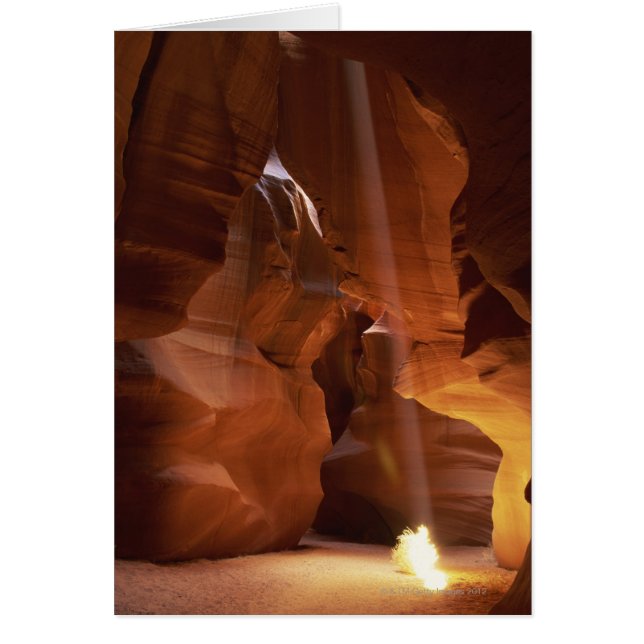 Rayo de sol golpeando algas podridas en el suelo d (Frente)