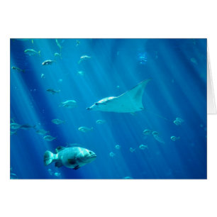 Rayo de Sting flotante