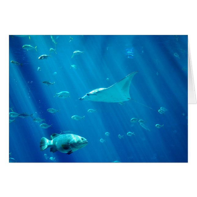 Rayo de Sting flotante (Anverso (Horizontal))