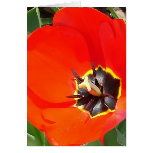 Rayos de captura (Frente)