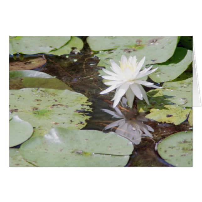 rayos de captura (Anverso (Horizontal))