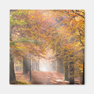 Rayos de sol en un imán del bosque del otoño