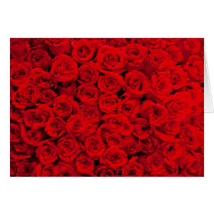 Razzle deslumbra rosas