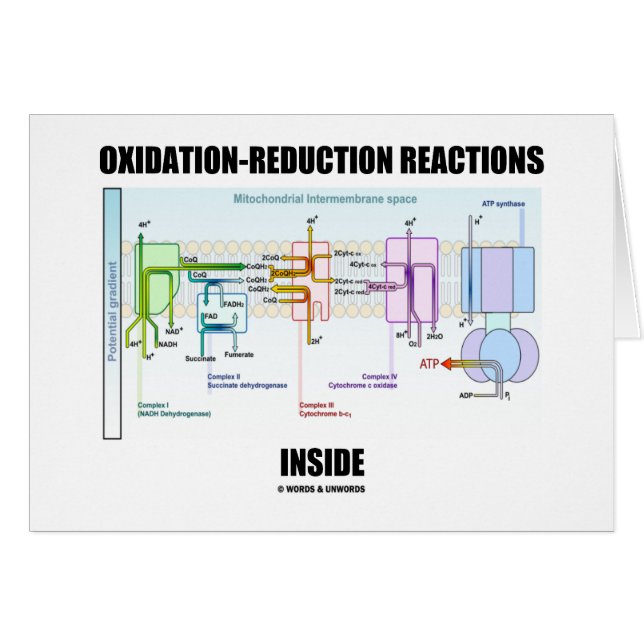 Reacciones de la oxidación-reducción dentro (Anverso (Horizontal))
