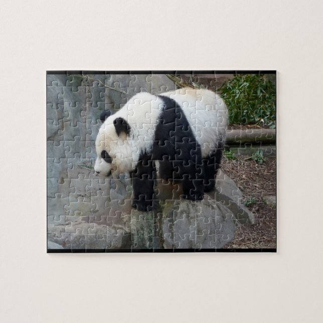 Real Photo Panda Bear Jigsaw Puzzle (Horizontal)