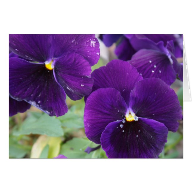 Real púrpura (Anverso (Horizontal))