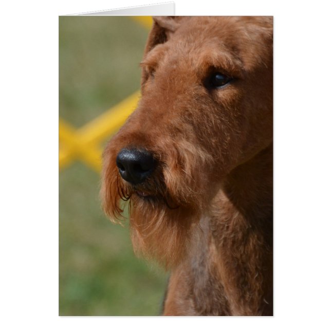 Realmente lindo Airedale Terrier (Frente)