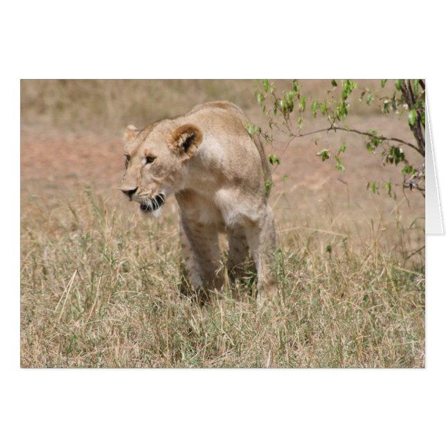 rebelión del león (Anverso (Horizontal))