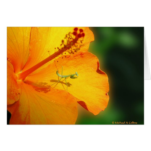 Recemos (Anverso (Horizontal))