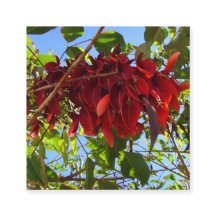 tarjeta de hojas rojas