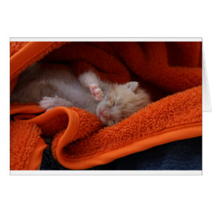 Recién Nacido Gatito - Totalmente personalizable