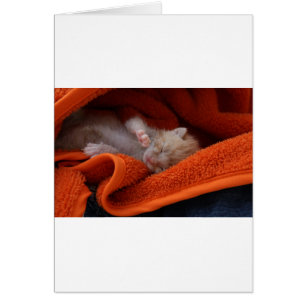 Recién Nacido Gatito - Totalmente personalizable