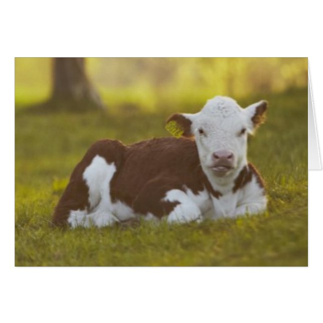 Reclinación del becerro (Anverso (Horizontal))