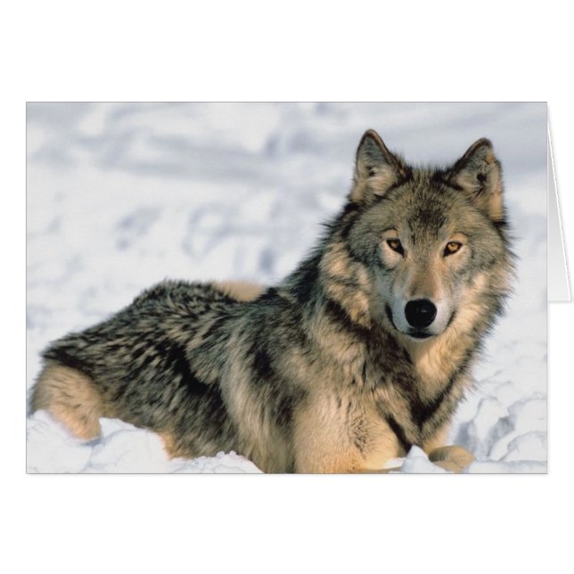 Reclinando el lobo (Anverso (Horizontal))