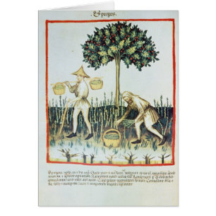 Recogedores del espárrago, siglo XIII