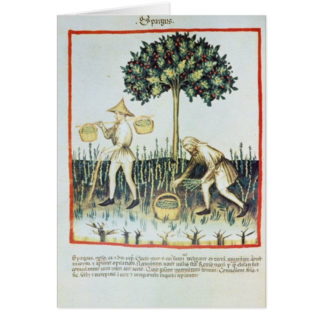 Recogedores del espárrago, siglo XIII (Frente)