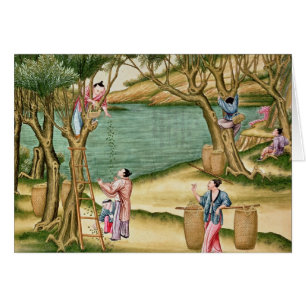 Recogida de las moras