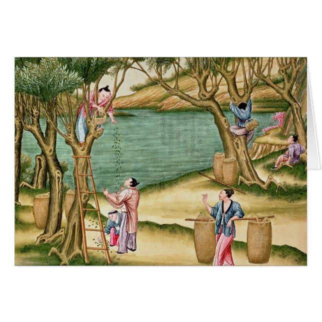 Recogida de las moras (Anverso (Horizontal))