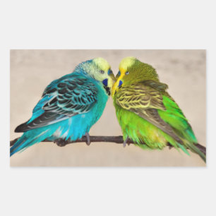 Rectangular Budgies en el Pegatina del amor