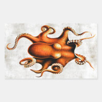 Cefalopoda del Pegatina de las Islas Hawái