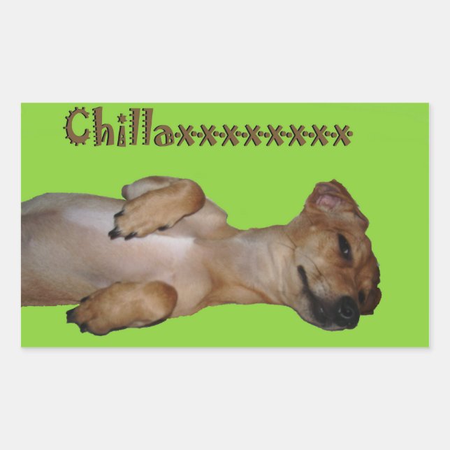 Rectangular Chillaxin Chiweenie Pegatina (Anverso)