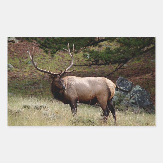 Rectangular Elk in the Wild Pegatina (Anverso)