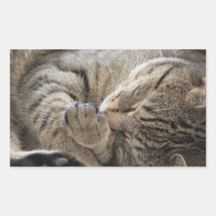 Rectangular HAMbWG - Pegatina Rectangle - Gatito de contraband