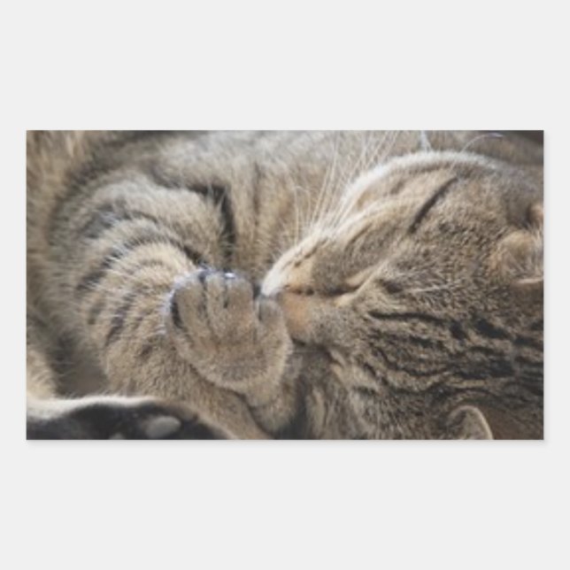 Rectangular HAMbWG - Pegatina Rectangle - Gatito de contraband (Anverso)
