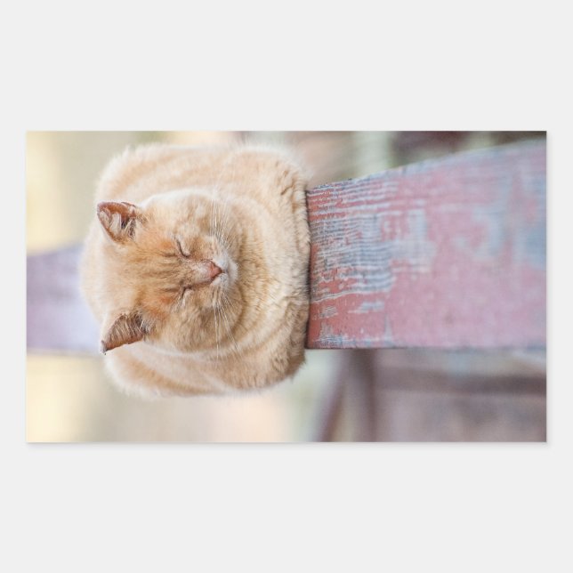 Rectangular HAMbWG - Pegatina Rectangle - Gato durmiendo en el (Anverso)