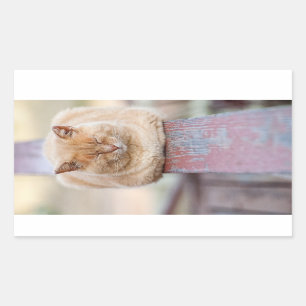 Rectangular HAMbWG - Pegatina Rectangle - Gato durmiendo en el