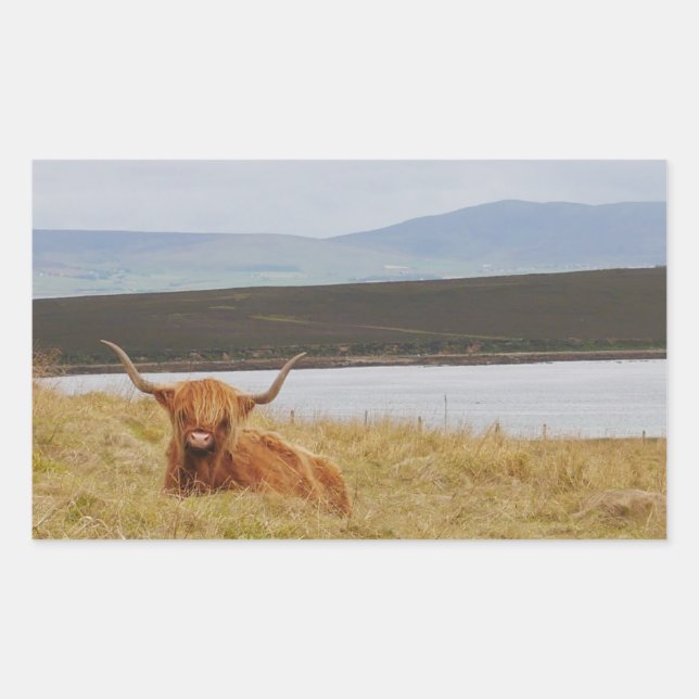 Rectangular Highland Cow Orkney Pegatina (Anverso)