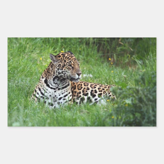 Rectangular Jaguar pegatina (Anverso)