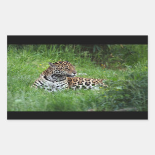 Rectangular Jaguar pegatina