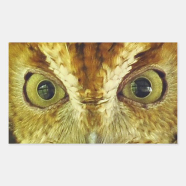 Rectangular Owl Eyes Screech Owl Pegatina (Anverso)