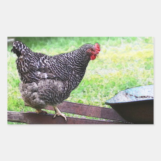 Rectangular Pegatina Barred Rock Hen On Wheelbarrow (Anverso)