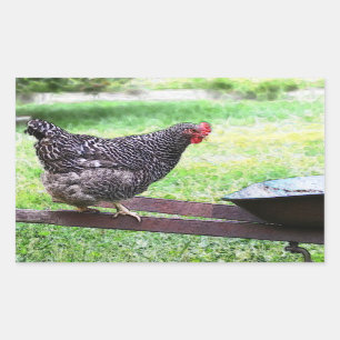Rectangular Pegatina Barred Rock Hen On Wheelbarrow