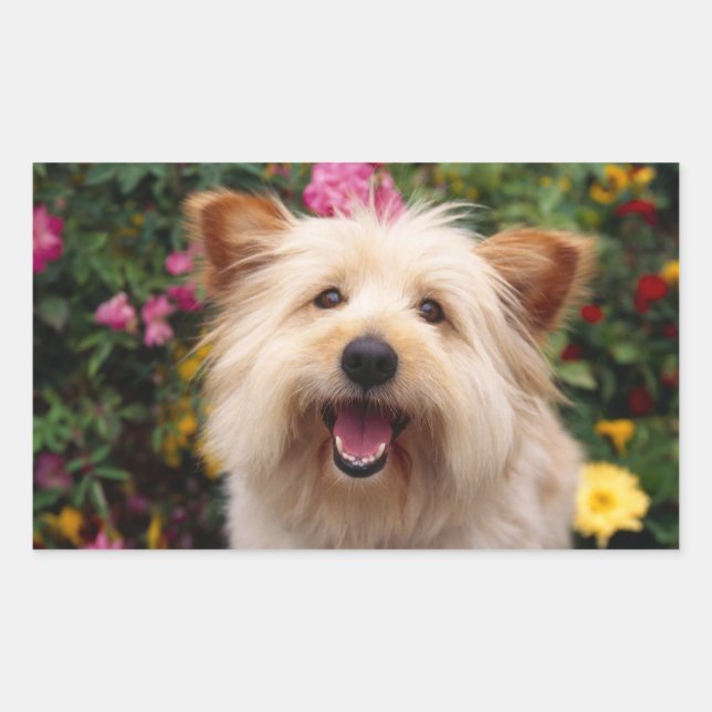 Rectangular Pegatina de cachorro de perro Terrier Cairn feliz  (Anverso)