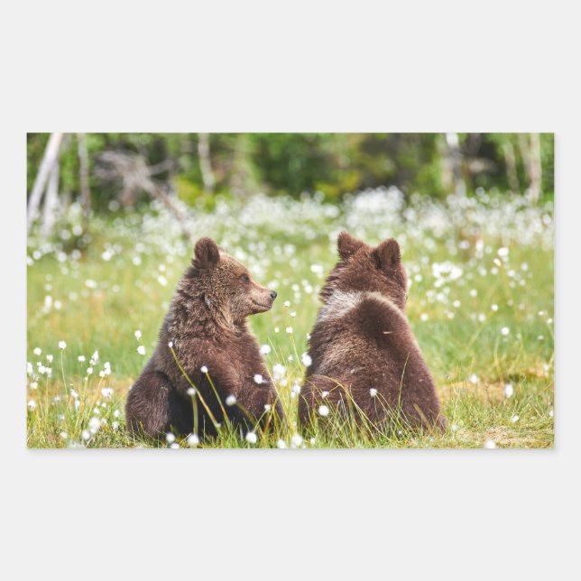 Rectangular Pegatina de dos osos marrones jóvenes (Anverso)