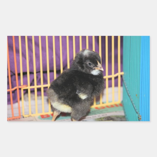 Rectangular Pegatina de Peep Square (Anverso)