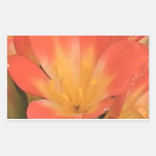 Rectangular Pegatina de planta de Clivias (Anverso)