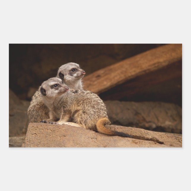 Rectangular Pegatina de Rectángulo de Meerkat (Anverso)