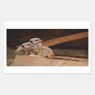 Rectangular Pegatina de Rectángulo de Meerkat